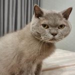 Co się stanie, jeśli nie będziesz bawić się ze swoim kotem: ukryte konsekwencje dla zachowania i zdrowia zwierzęcia co-sie-stanie-jesli-nie-bedziesz-bawic-sie-ze-swoim.jpg