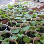 Co zrobić, jeśli sadzonki więdną i opadają: jak poprawić główne błędy w pielęgnacji co-zrobic-jesli-sadzonki-wiedna-i-opadaja-jak-poprawic-glowne.jpg