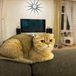 Dlaczego kot rozrzuca jedzenie: instynkty zwierząt, o których każdy właściciel powinien wiedzieć dlaczego-kot-rozrzuca-jedzenie-instynkty-zwierzat-o-ktorych-kazdy-wlasciciel.jpg