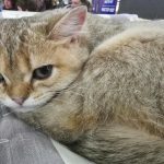 Dlaczego kot rzadko pije wodę: jak rozpoznać ukryte oznaki pragnienia? dlaczego-kot-rzadko-pije-wode-jak-rozpoznac-ukryte-oznaki-pragnienia.jpg