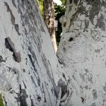 Dlaczego należy wybielać drzewa jesienią: główne powody ochrony kory przed mrozem dlaczego-nalezy-wybielac-drzewa-jesienia-glowne-powody-ochrony-kory-przed.jpg