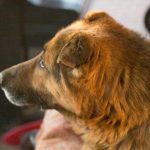 Dlaczego Twój pies jeździ na tyłku po podłodze: 3 główne przyczyny oprócz robaków dlaczego-twoj-pies-jezdzi-na-tylku-po-podlodze-3-glowne.jpg