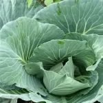 Dlaczego warto spryskiwać grządki kapusty roztworem waleriany: mechanizm działania na główne szkodniki dlaczego-warto-spryskiwac-grzadki-kapusty-roztworem-waleriany-mechanizm-dzialania-na.jpg