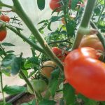 Jak uprawiać pomidory bez phytophthora: sprawdzona metodologia zapewniająca zrównoważone zbiory jak-uprawiac-pomidory-bez-phytophthora-sprawdzona-metodologia-zapewniajaca-zrownowazone-zbiory.jpg