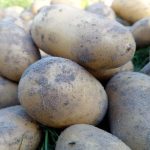 Jak uzyskać wiadro ziemniaków z krzaka: główne błędy w sadzeniu, które zmniejszają zbiory jak-uzyskac-wiadro-ziemniakow-z-krzaka-glowne-bledy-w-sadzeniu.jpg