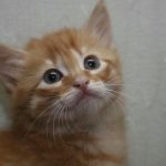 Powolne mruganie: dlaczego ten gest kota jest uważany za ostateczny dowód zaufania? powolne-mruganie-dlaczego-ten-gest-kota-jest-uwazany-za-ostateczny.jpg